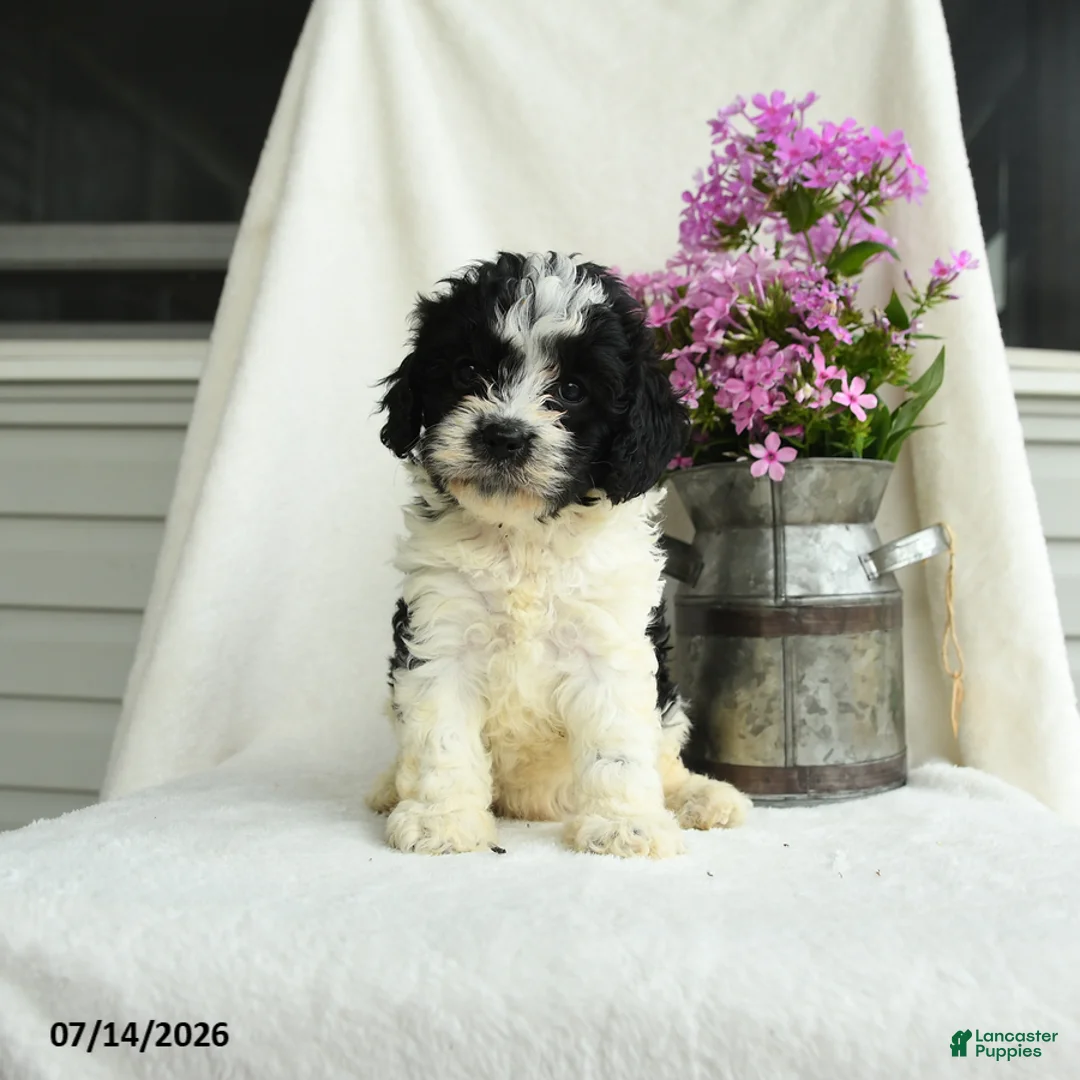 Cavapoo dogs for sale: Chex - Ad 1