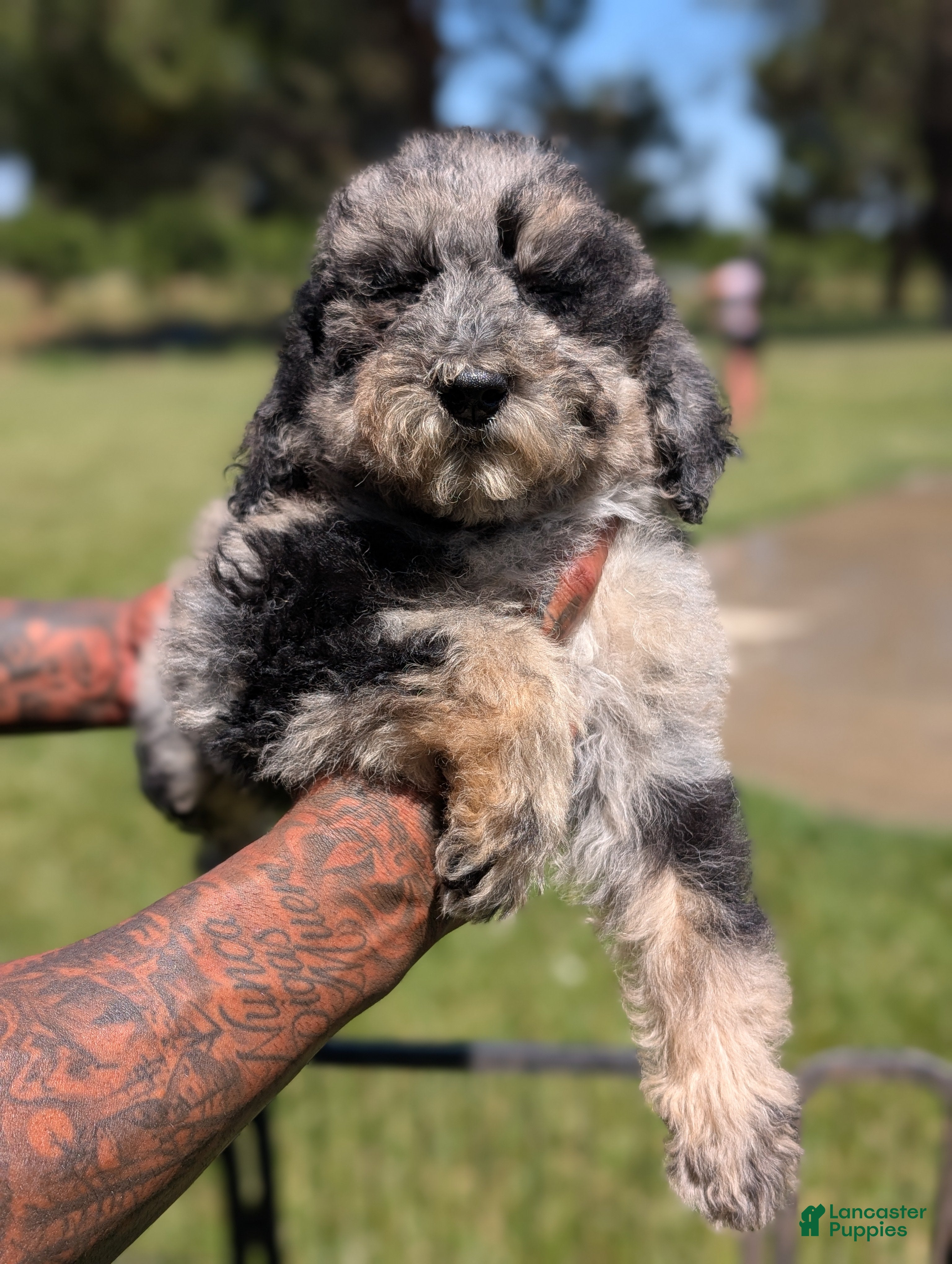 Mixed Breed dogs Tulip - Ad 2