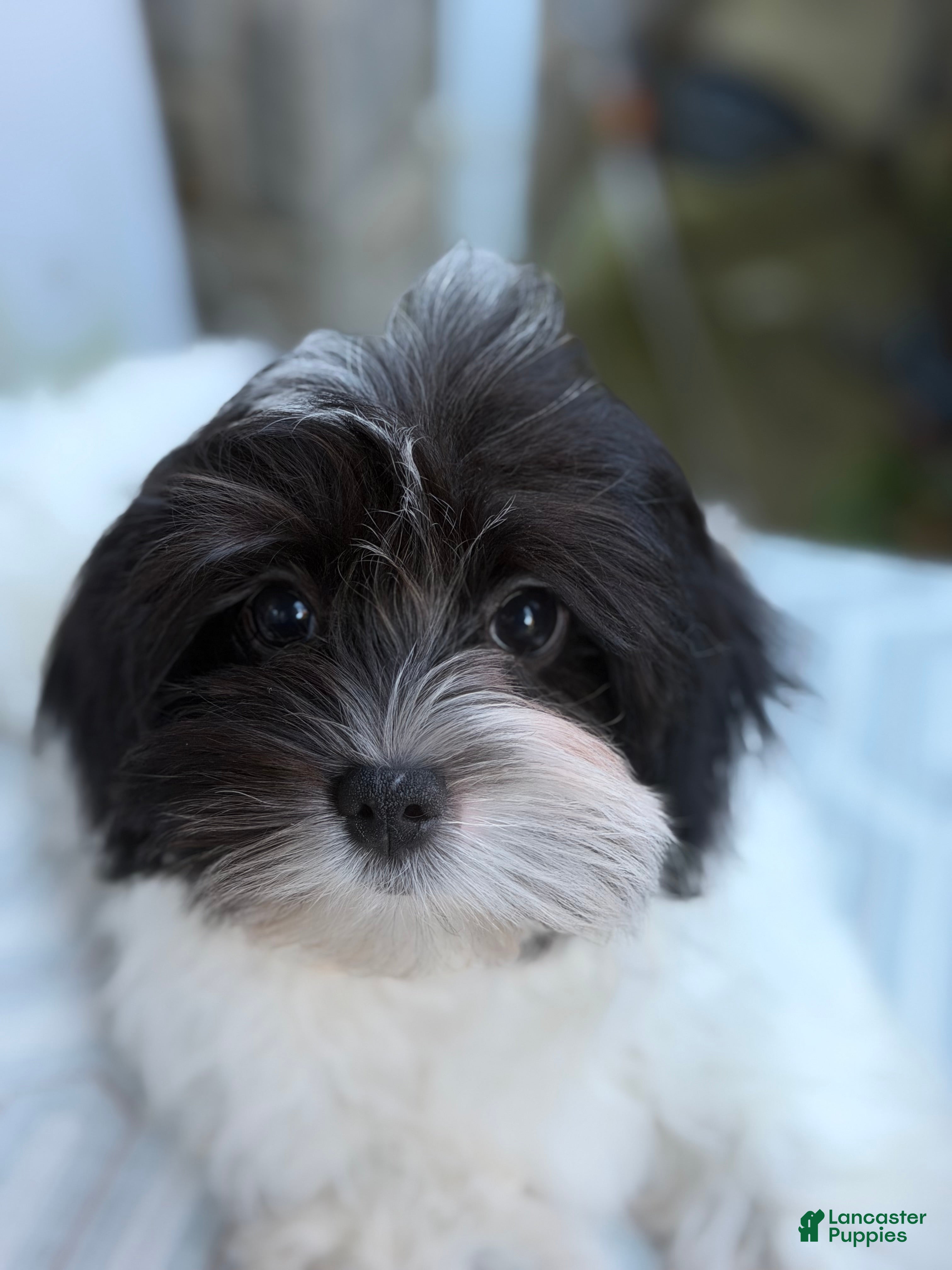Morkie dogs for sale: Bean - Ad 1