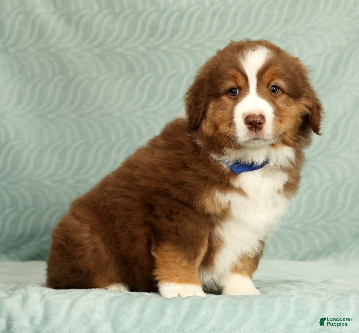 Australian Shepherd dogs for sale: Ranger - Ad 6