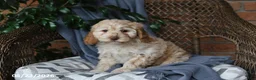 Cockapoo dogs for sale: Honey - Ad 4