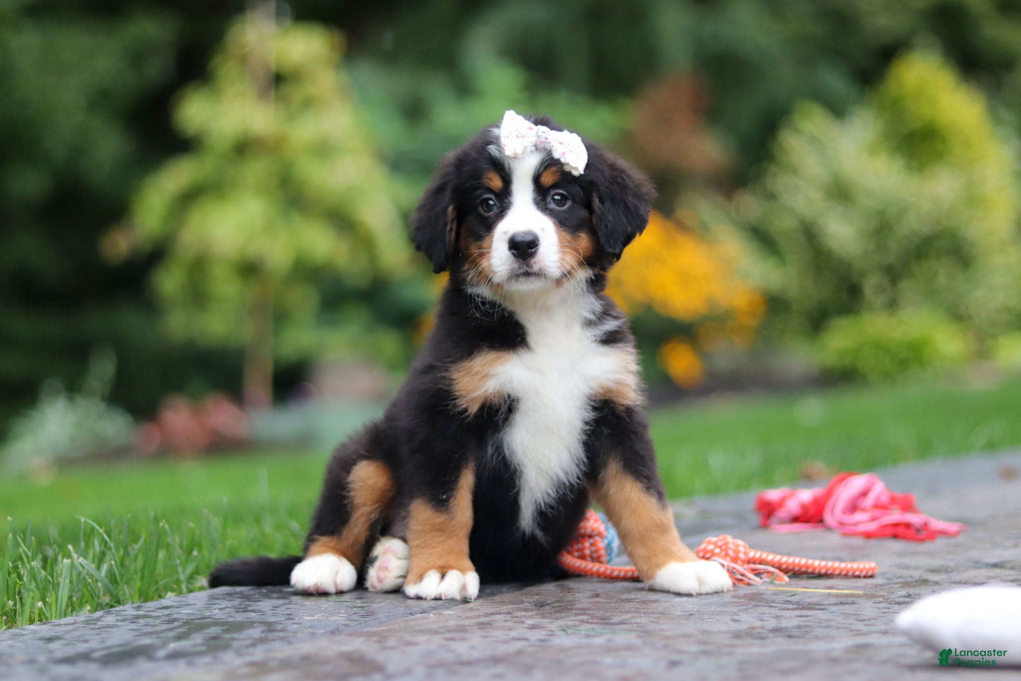 Bernese Mountain Dog dogs Dolly - Ad 2
