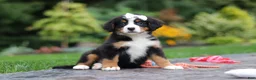 Bernese Mountain Dog dogs for sale: Dolly - Ad 2
