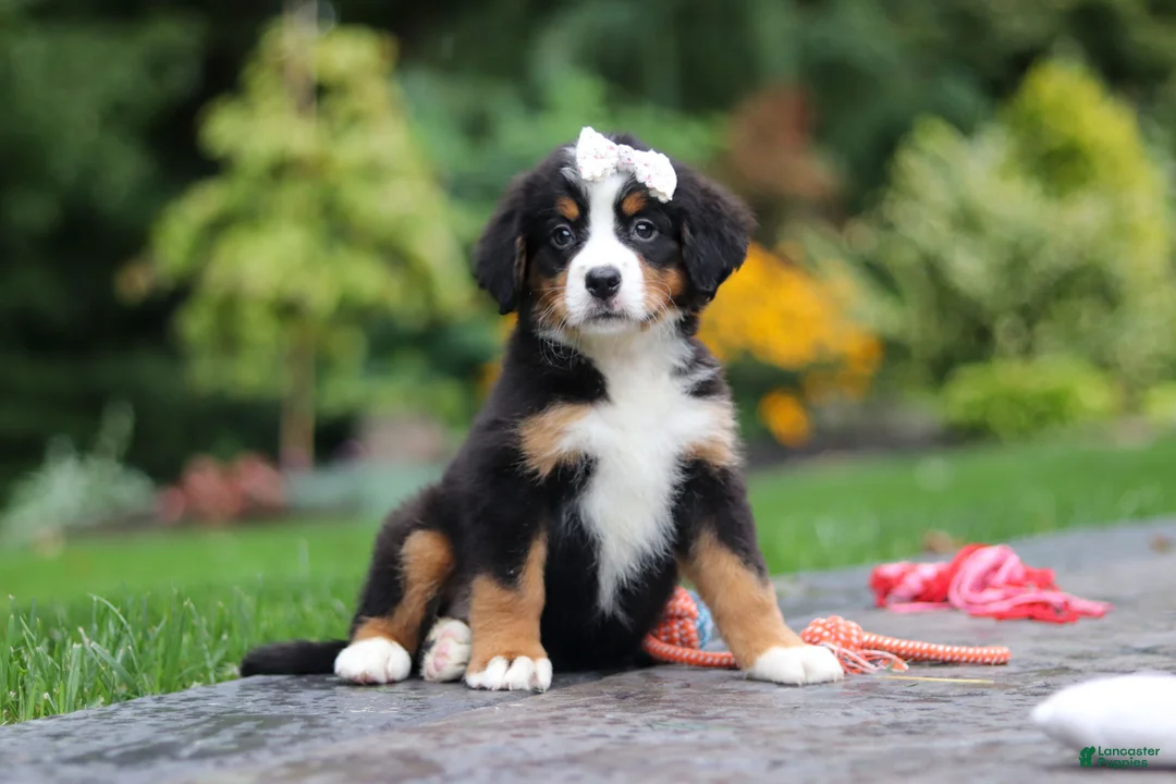 Bernese Mountain Dog dogs for sale: Dolly - Ad 2