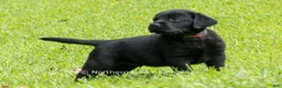 Labrador Retriever dogs for sale: Edward - Ad 7