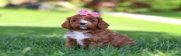 Cavapoo dogs for sale: Alison - Ad 6