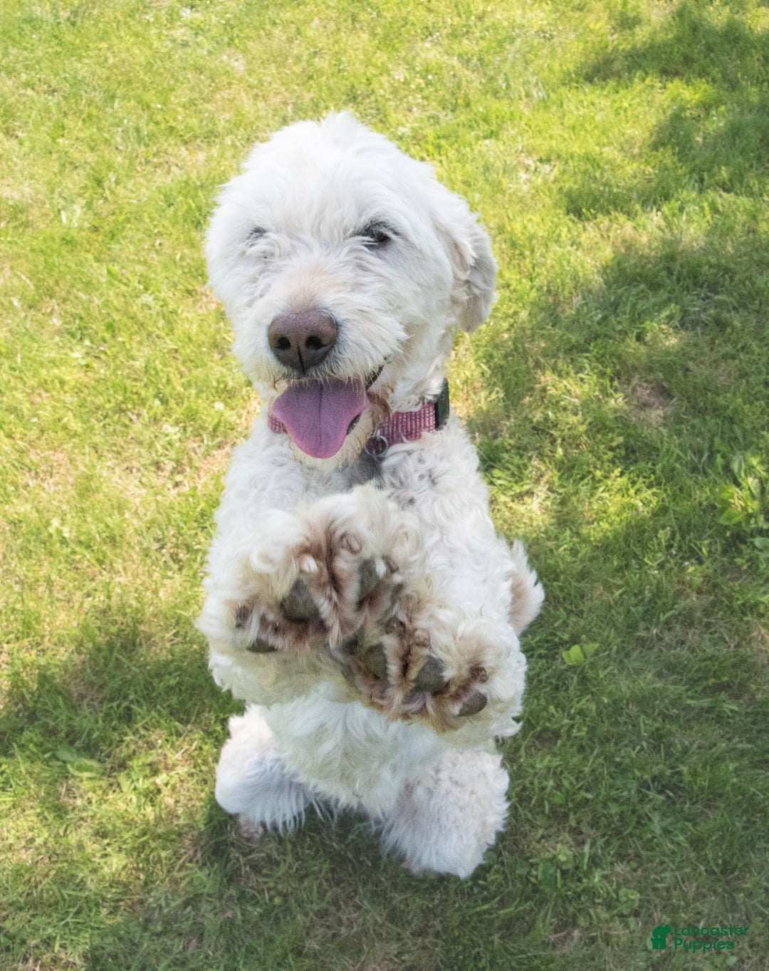 Goldendoodle dogs for sale: Willa - Ad 6