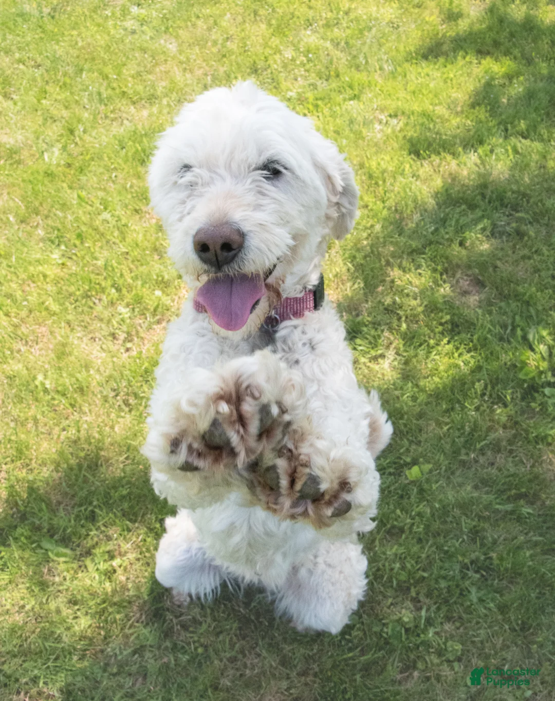 Goldendoodle dogs for sale: Willa - Ad 9