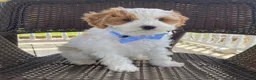 Cavapoo dogs for sale: Ernie - Ad 2