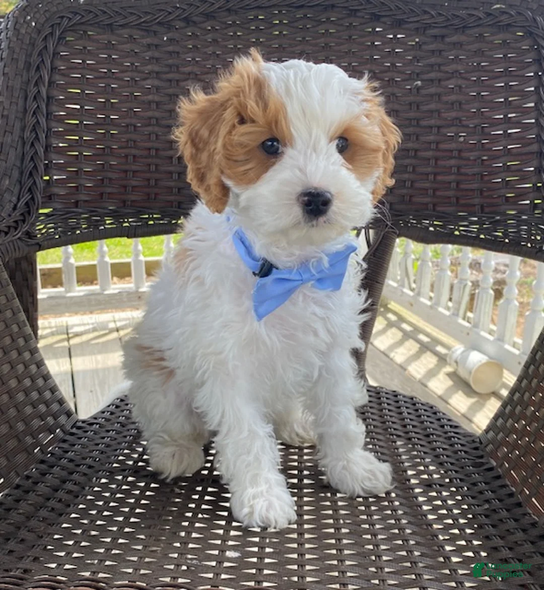 Cavapoo dogs for sale: Ernie - Ad 2