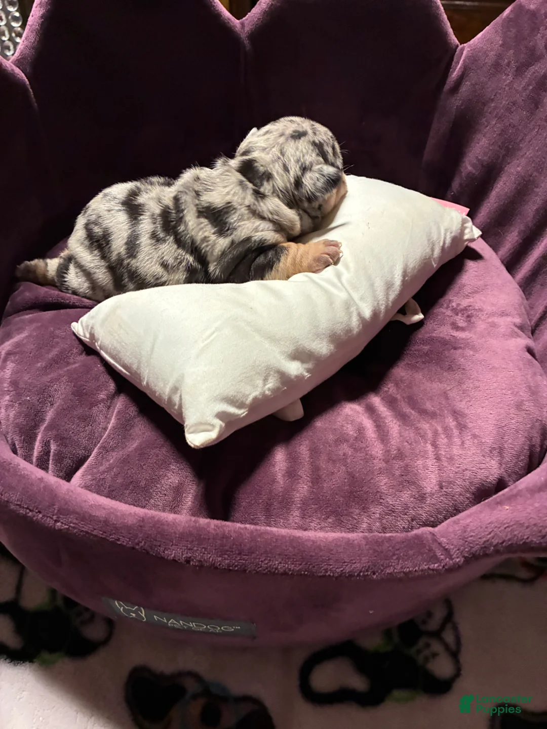 French Bulldog dogs for sale: Picasso merle, big rope, and fluffy  frenchie  - Ad 1