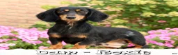 Miniature Dachshund dogs for sale: Dawna - Ad 11