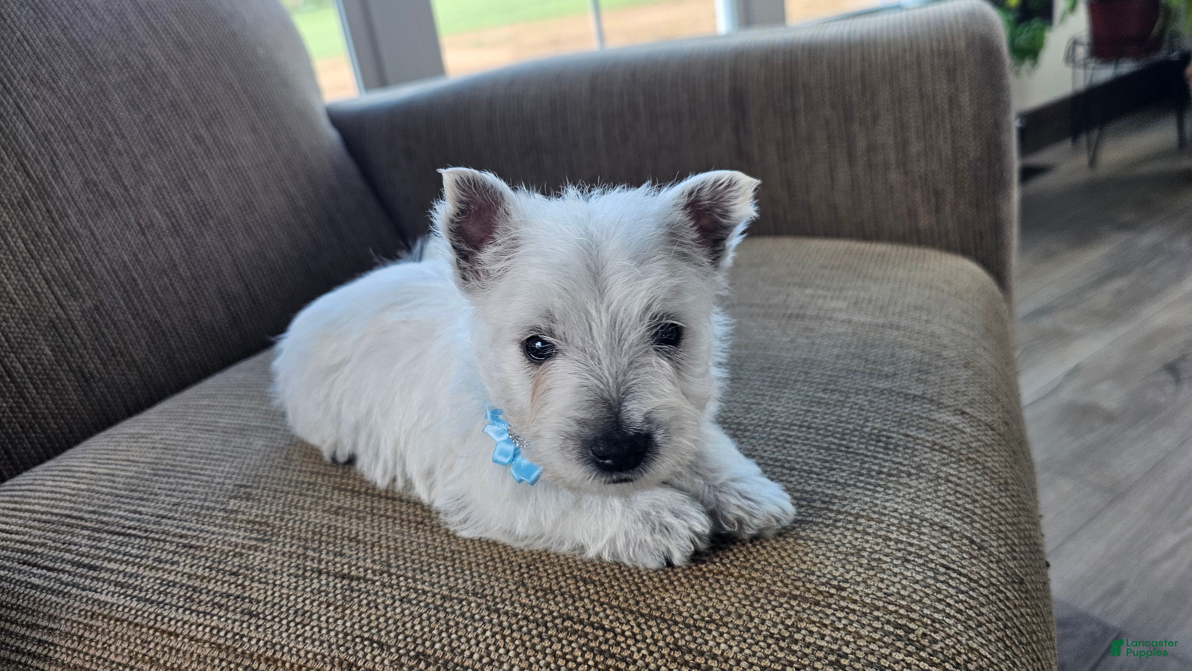 West Highland Terrier dogs Teddy - Ad 2