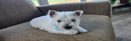West Highland Terrier dogs for sale: Teddy - Ad 2