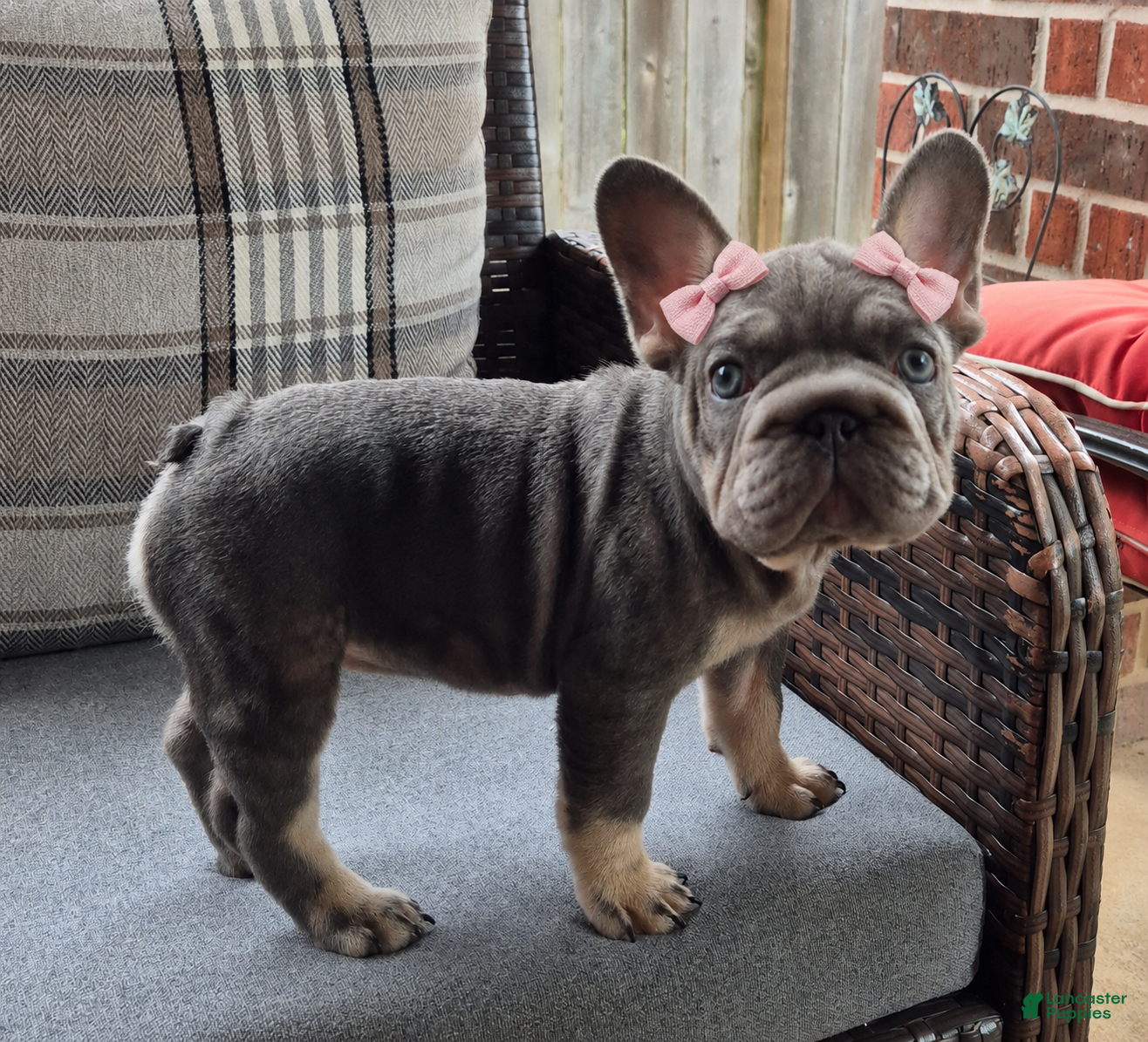 French Bulldog dogs Juju Big Rope Fluffy Carrier - Ad 1