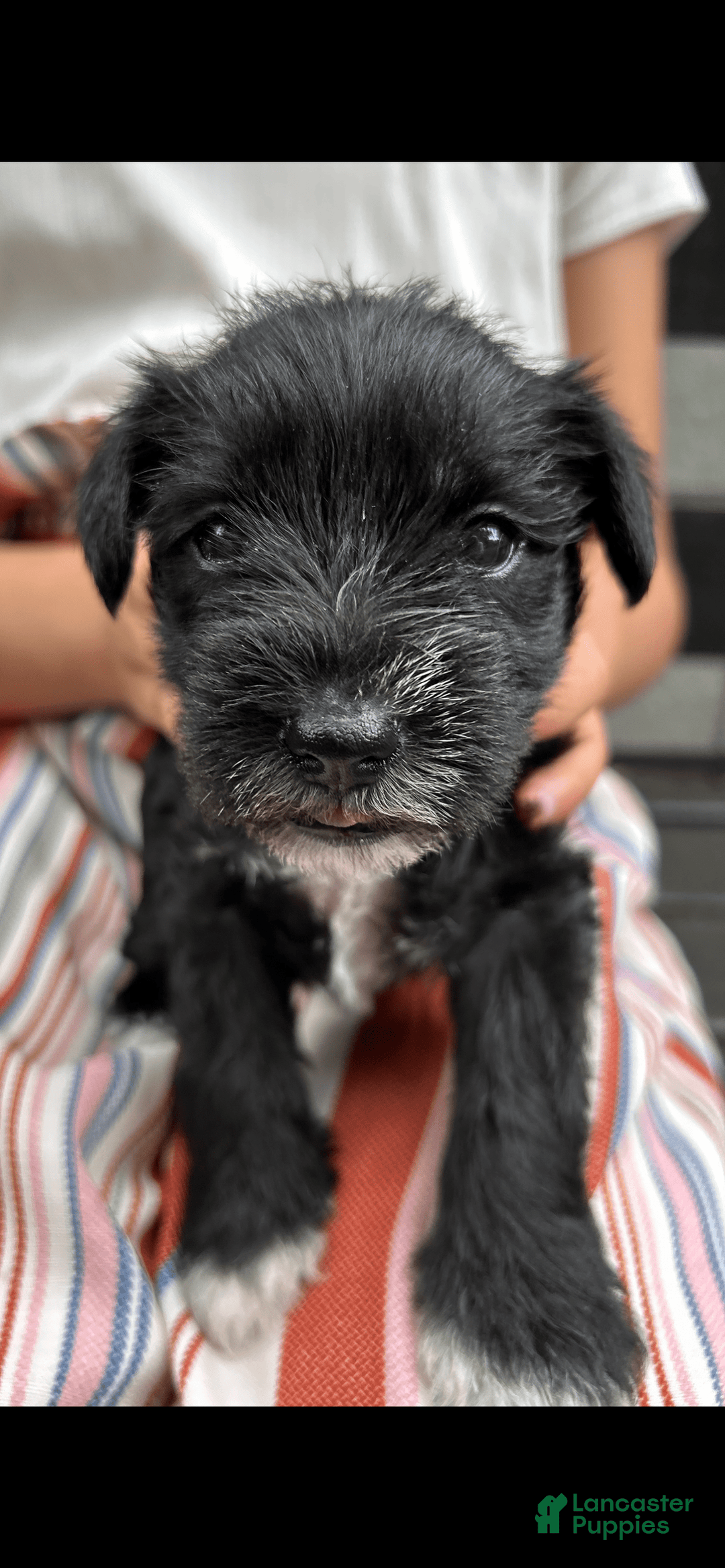 Miniature Schnauzer dogs for sale: Mia - Ad 1