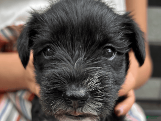 Miniature Schnauzer dogs Mia - Ad 24
