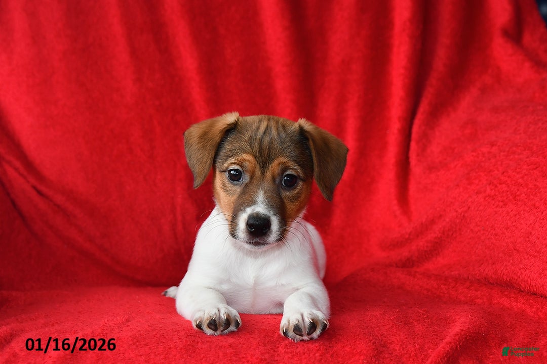Jack Russell Terrier dogs for sale: Roxy - Ad 4