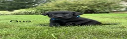 Labrador Retriever dogs for sale: Gus - Ad 15