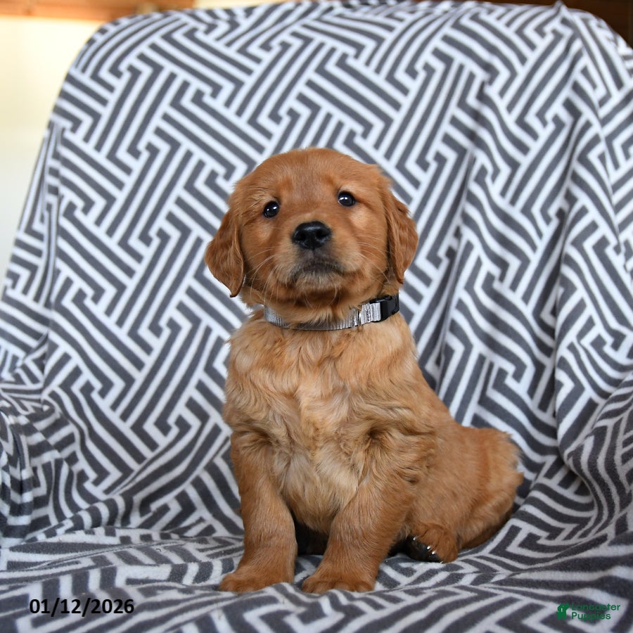 Golden Retriever dogs Lima Bean - Ad 40