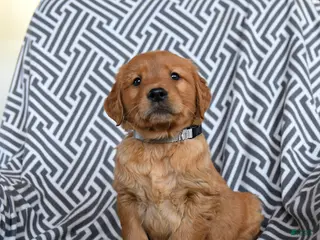 Golden Retriever dogs Lima Bean - Ad 4