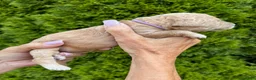 Goldendoodle dogs for sale: Purple - Ad 4