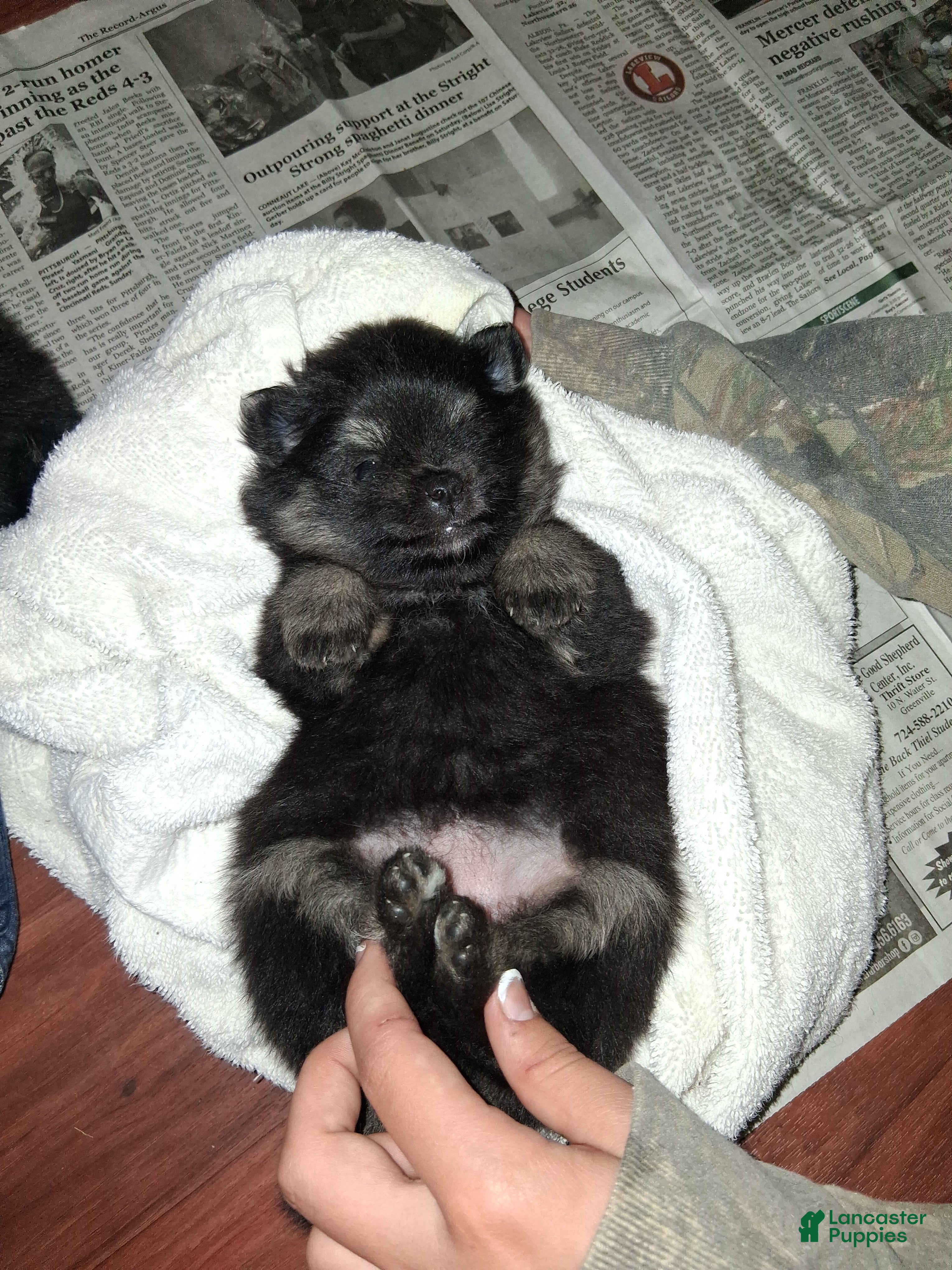 Pomeranian dogs Pomeranian 3 - Ad 35