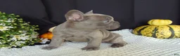 French Bulldog dogs for sale: Myles - Ad 4