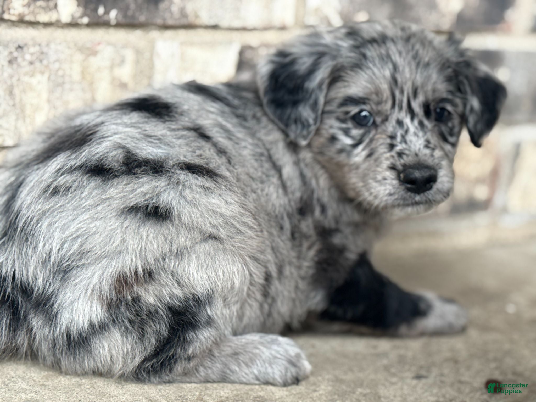 Mixed Breed dogs Merle Female 2 - Ad 1