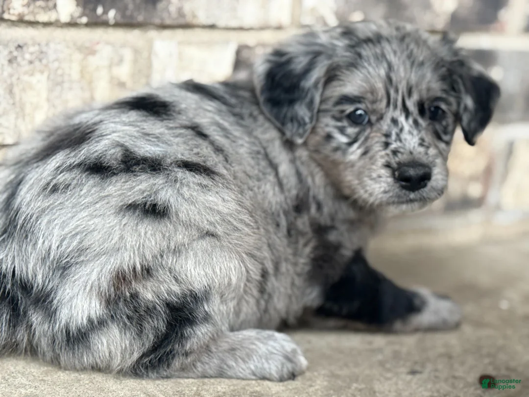 Mixed Breed dogs for sale: Merle Female 2 - Ad 1