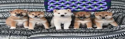Shiba Inu dogs for sale: Sara Ann - Ad 3