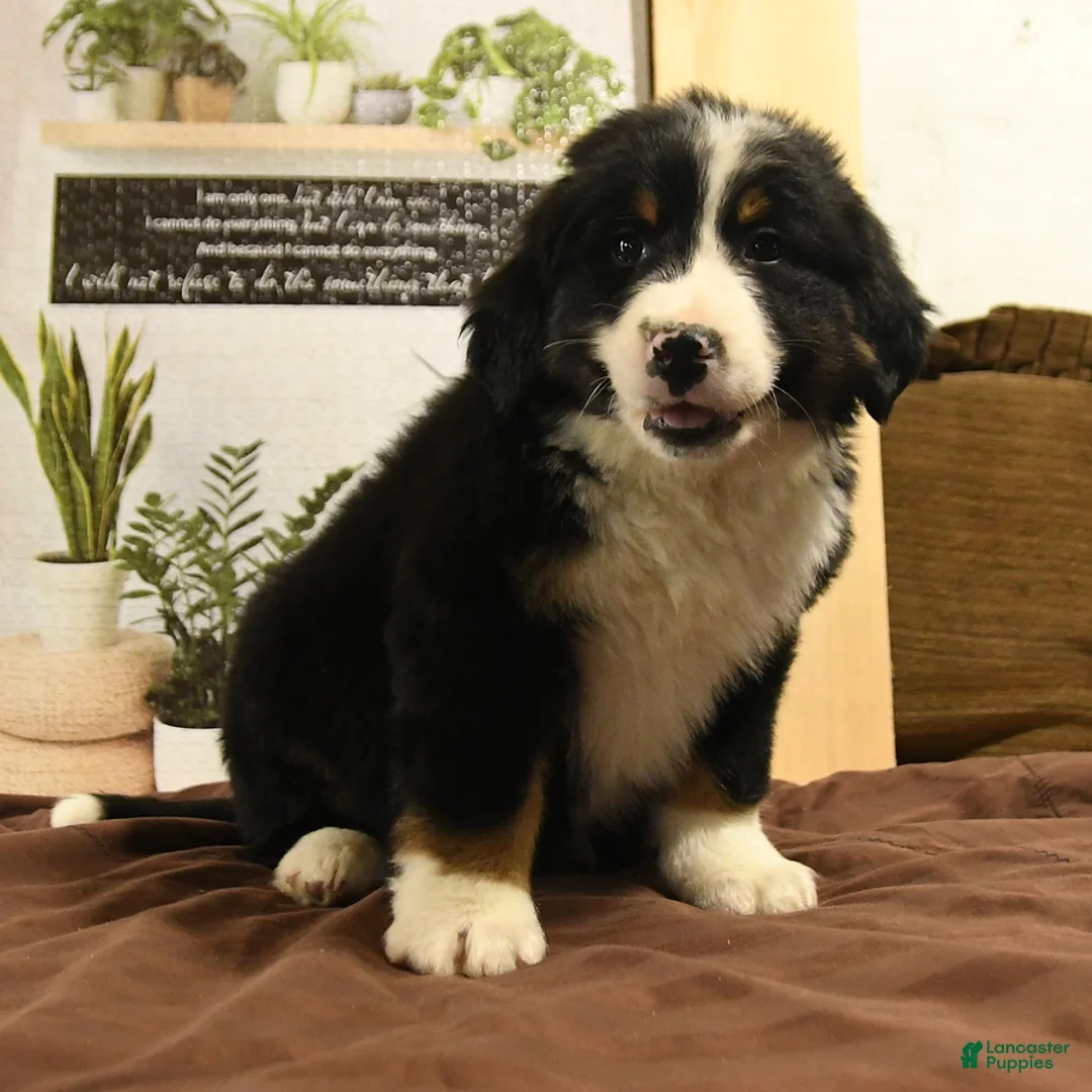 Bernedoodle dogs for sale: Randy - Ad 5