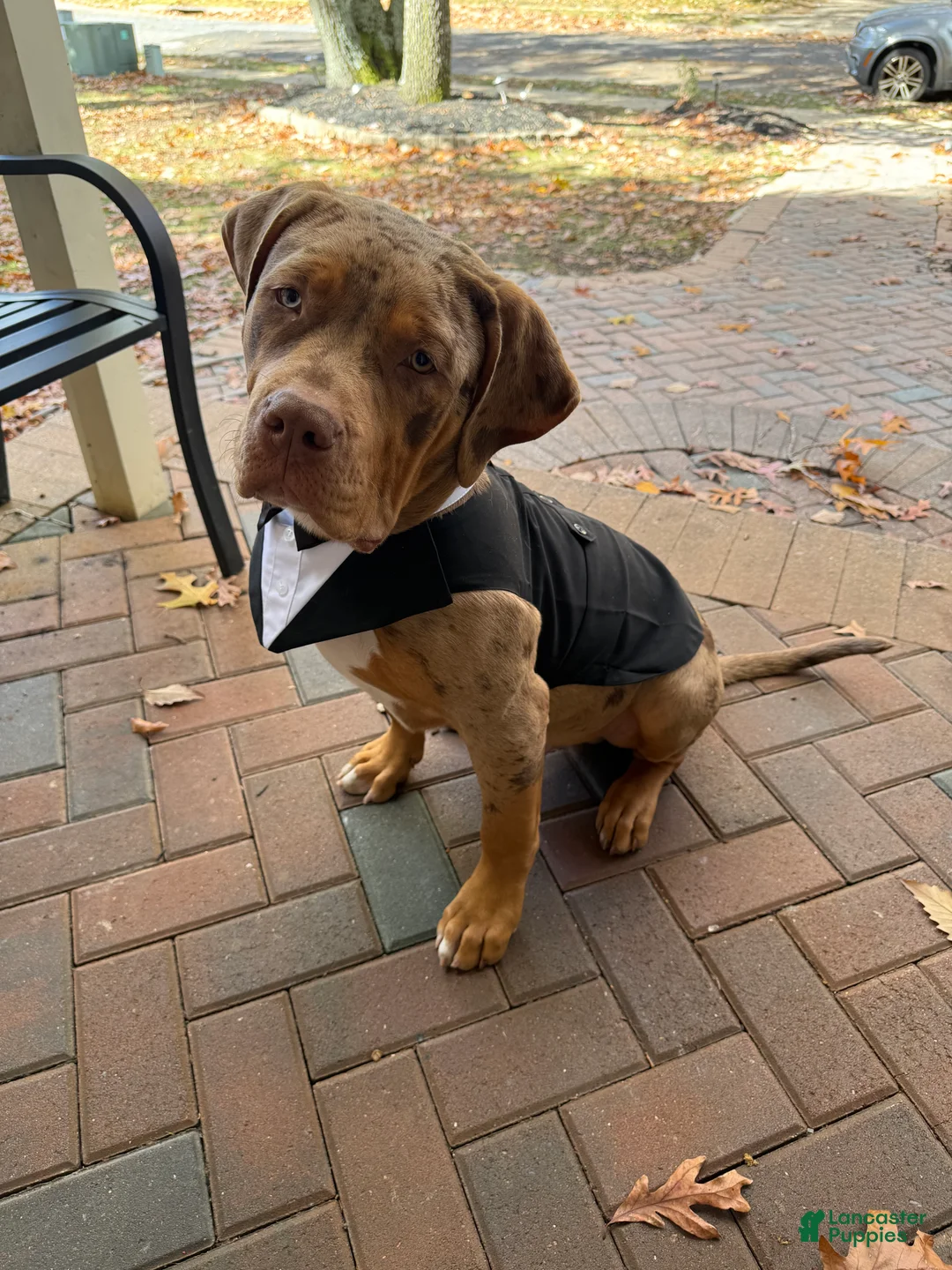 American Bully dogs for stud: Milo  - Ad 2