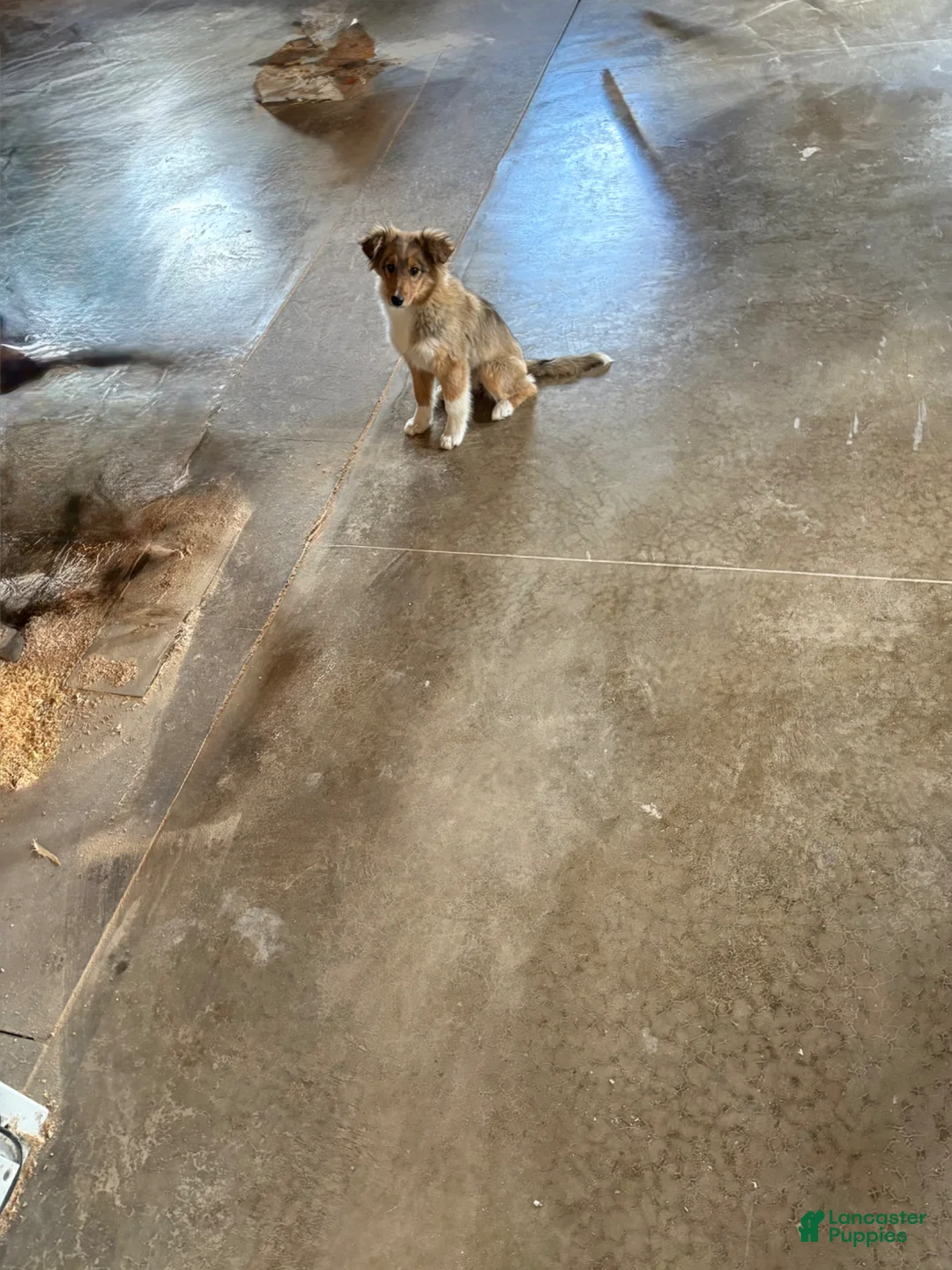 Mixed Breed dogs for sale: Shelly - Ad 2