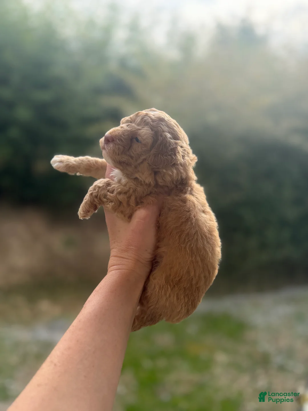 Toy Poodle dogs for sale: Jack  - Ad 2