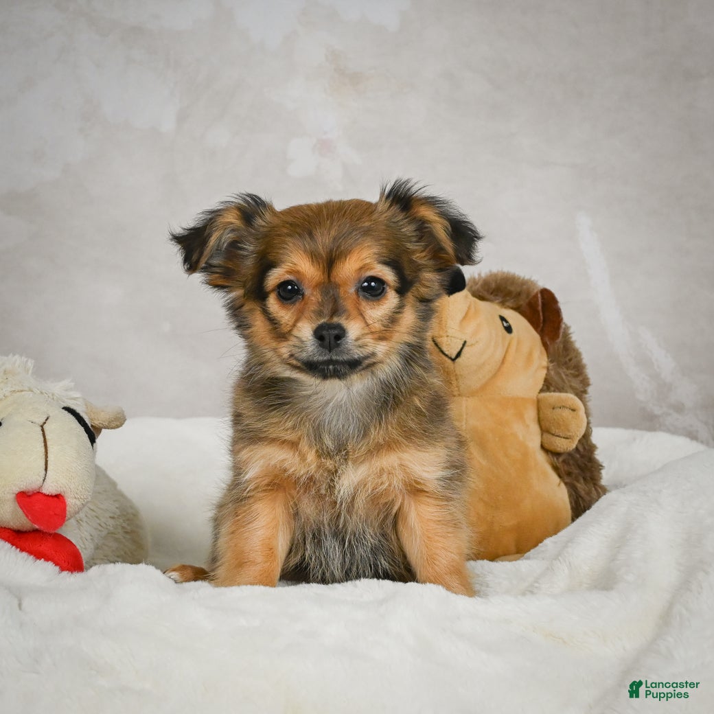 Chihuahua dogs Cuddly - Ad 12
