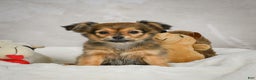 Chihuahua dogs for sale: Cuddly - Ad 1