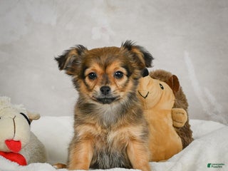 Chihuahua dogs Cuddly - Ad 36