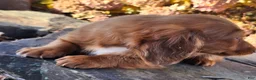 Miniature Dachshund dogs for sale: Rusty  - Ad 9