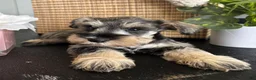 Miniature Schnauzer dogs for sale: Molly - Ad 23