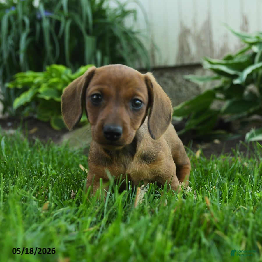 Miniature Dachshund dogs for sale: Fergie - Ad 3