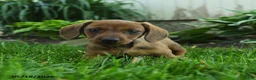 Miniature Dachshund dogs for sale: Fergie - Ad 1