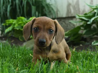 Miniature Dachshund dogs for sale: Fergie - Ad 3