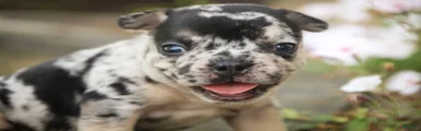 Bella French Bulldog 