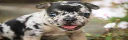 French Bulldog dogs for sale: Bella French Bulldog  - Ad 1