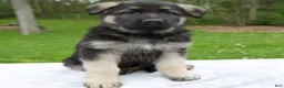 German Shepherd dogs for sale: Scarlet - Ad 1