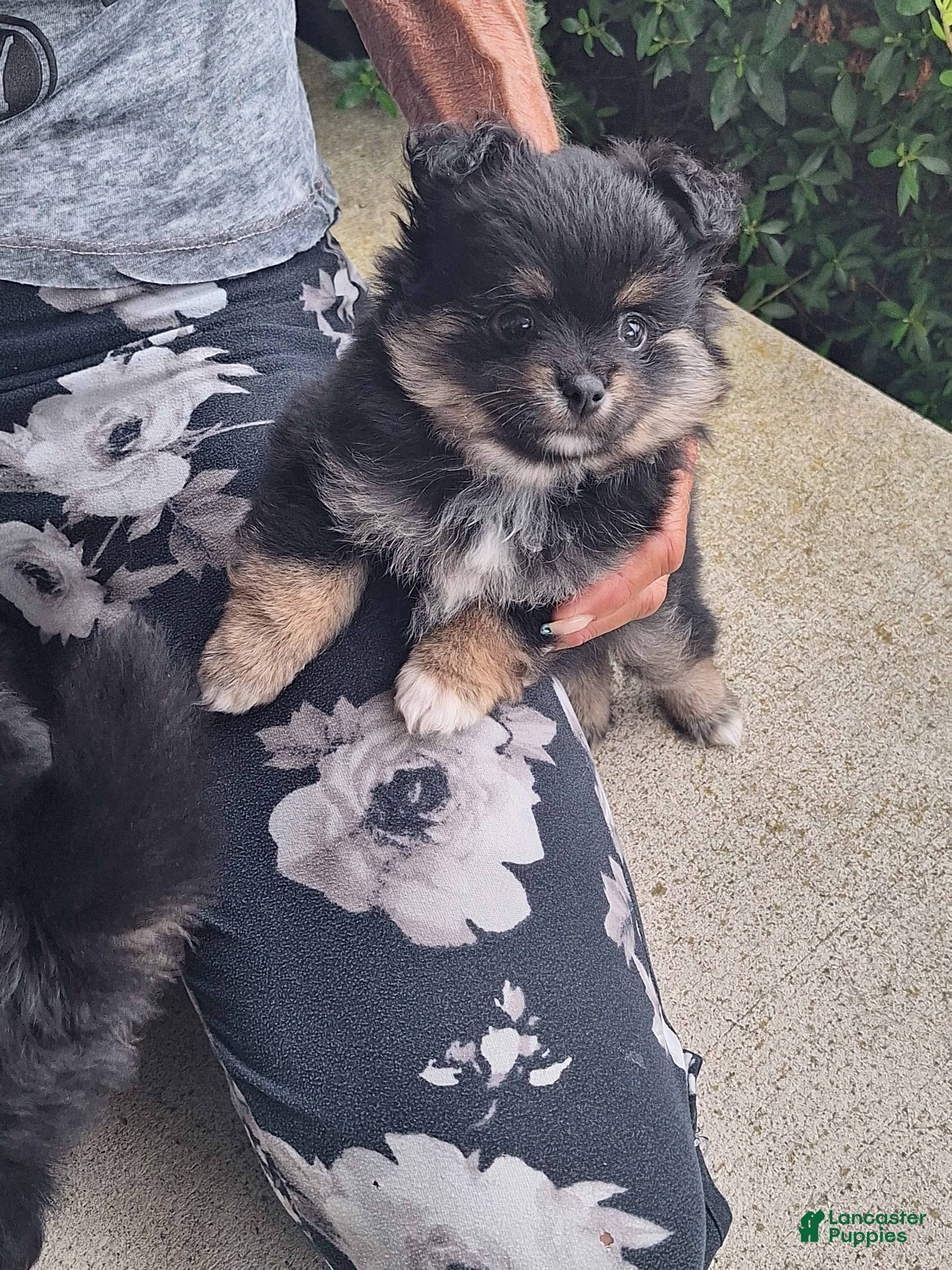 Pomeranian dogs Thunder - Ad 20