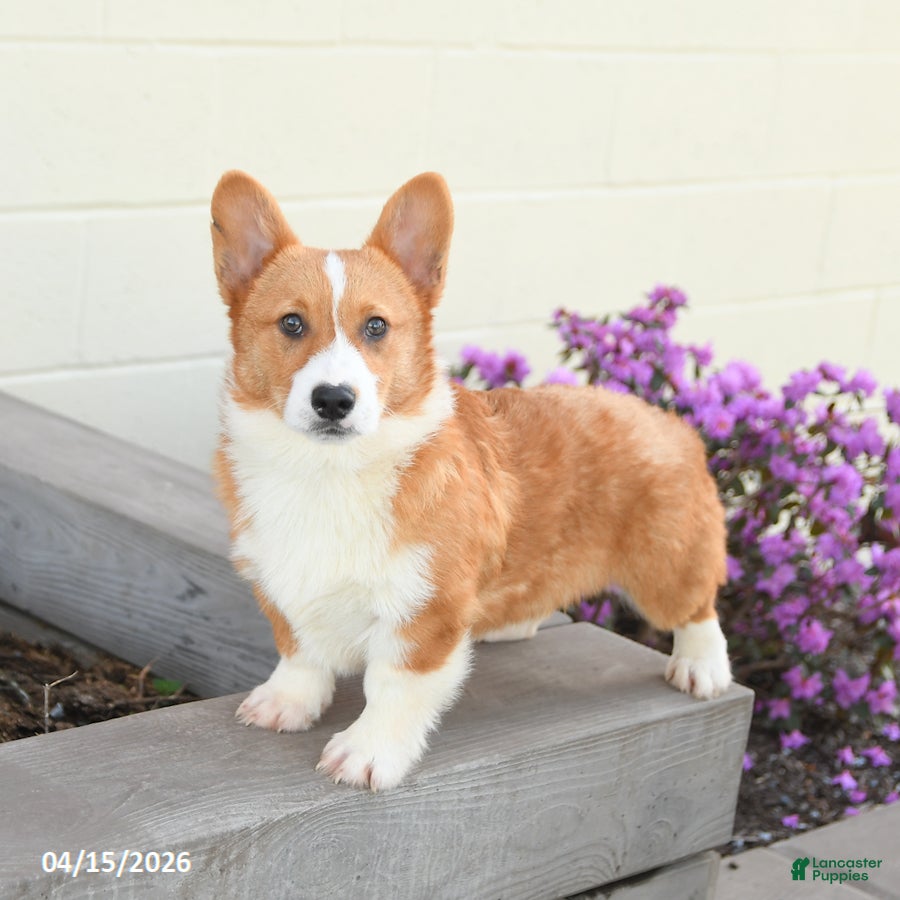 Welsh Corgi Pembroke dogs Prince   - Ad 2