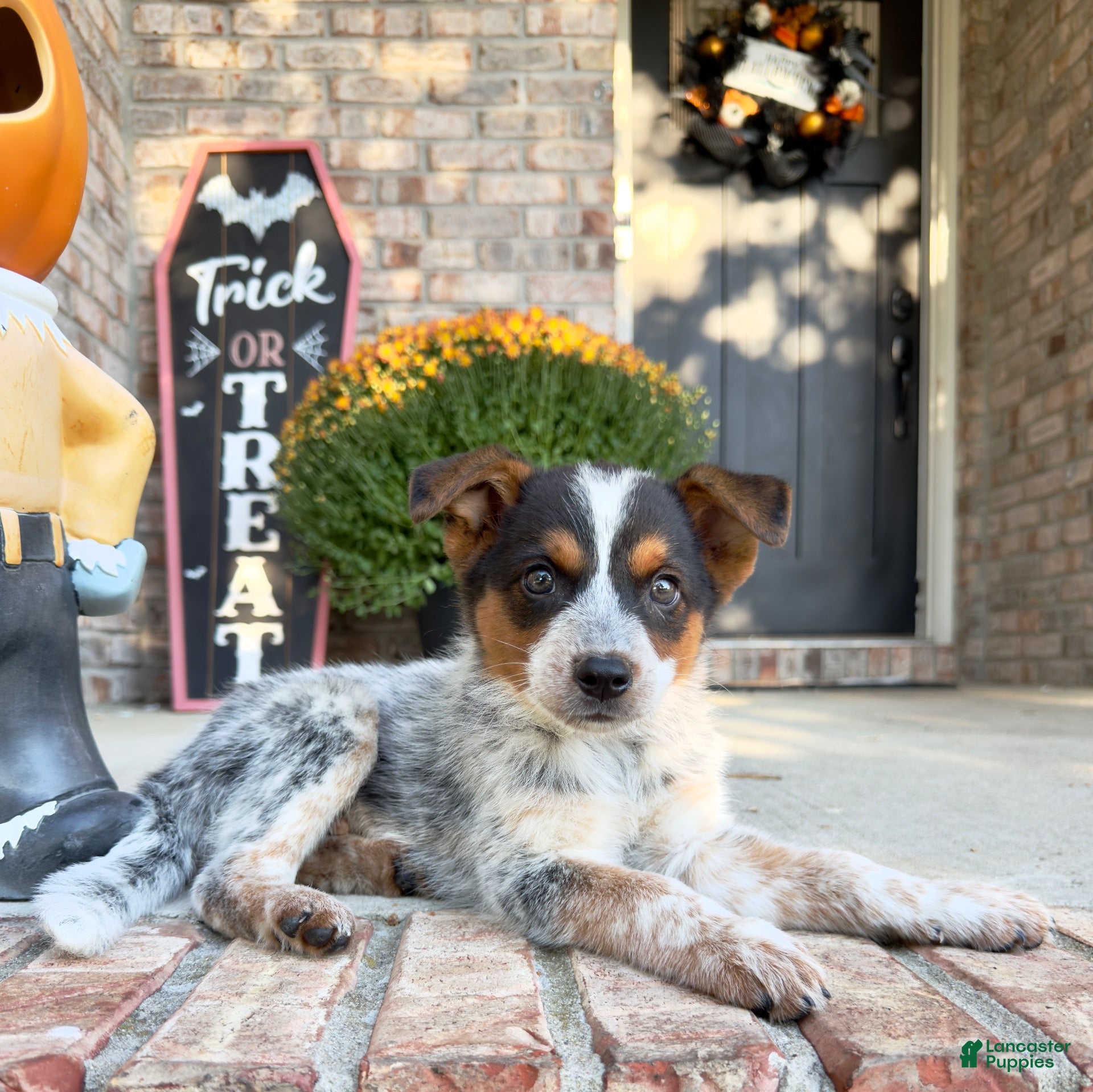 Australian Cattle Dog dogs Waylon - Ad 17