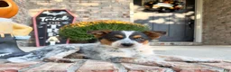 Australian Cattle Dog dogs for sale: Waylon - Ad 1